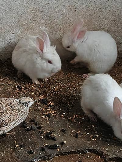 angora mix breed baby red eyes