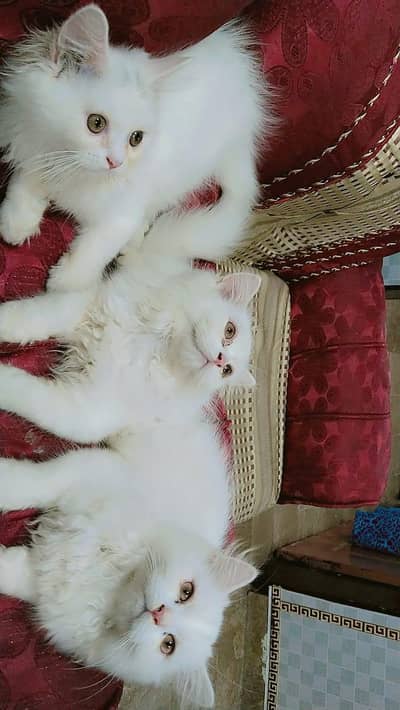 Persian white cat  4 months ( 8000 )9 month Wala 15000 month 15000