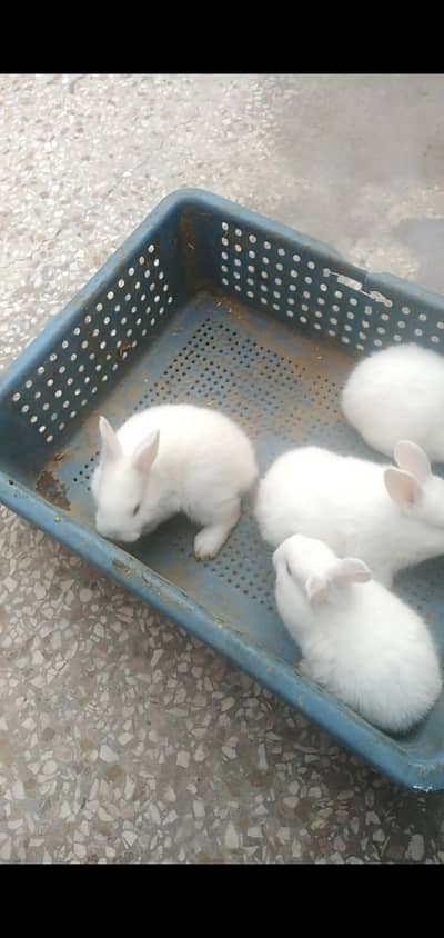 Rabits Baby Red Eyes