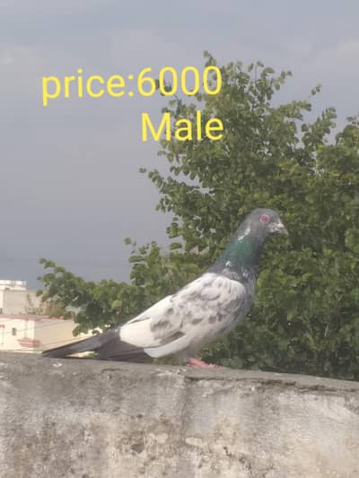 whatsapp number 3470963076