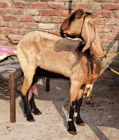 Bakri with Male kid#03274116585
