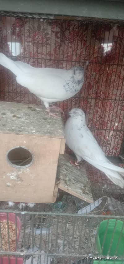 nasl kaun si gaini pata