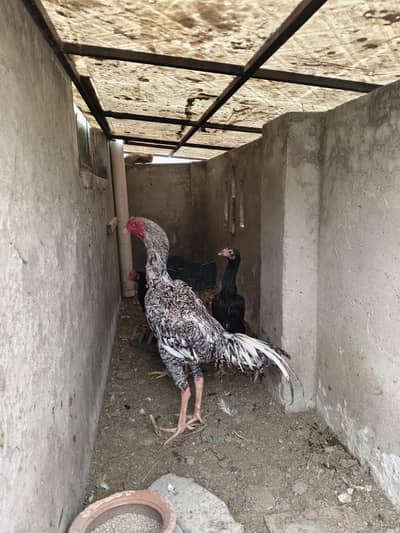 Shamo / Qandhari / Ko shamo