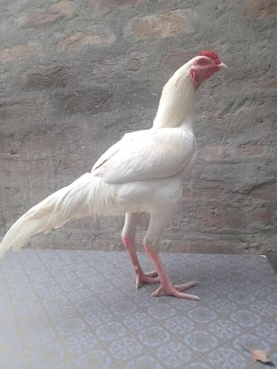 HERA QUALITY YOUNG PATHA HOME BREED