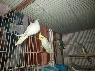 cocktail pathy available