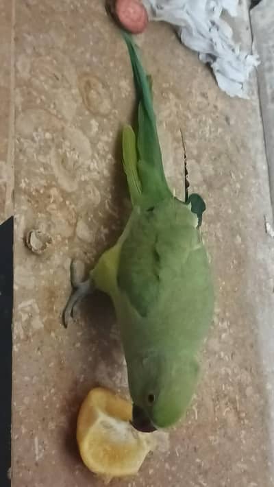 Green ring neck friendly pair for sale