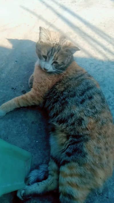 missing cat alert not selling