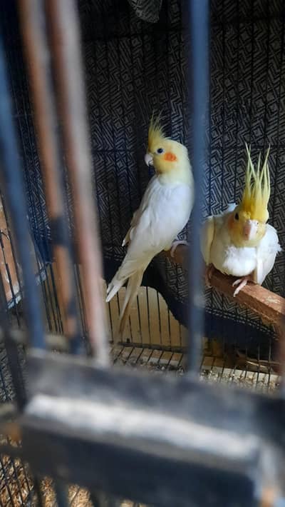 coctail pair red eye  abhi breed ki ha 5 bacha nikla ha