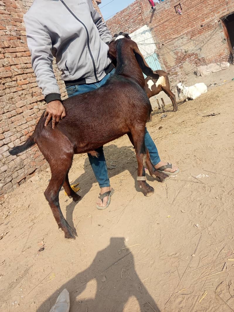 1bakra 0