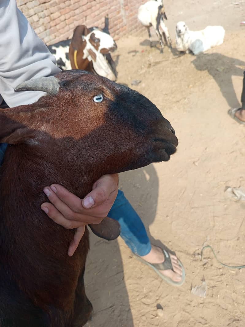 1bakra 5