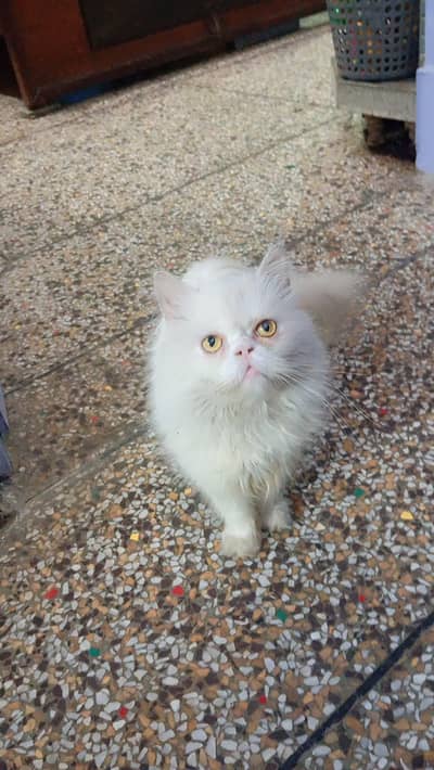 pour persian cats available