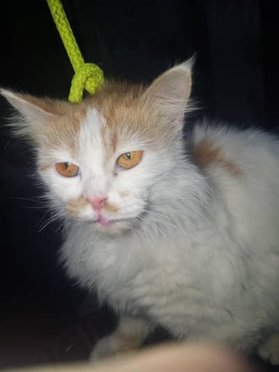 cat name ration mini