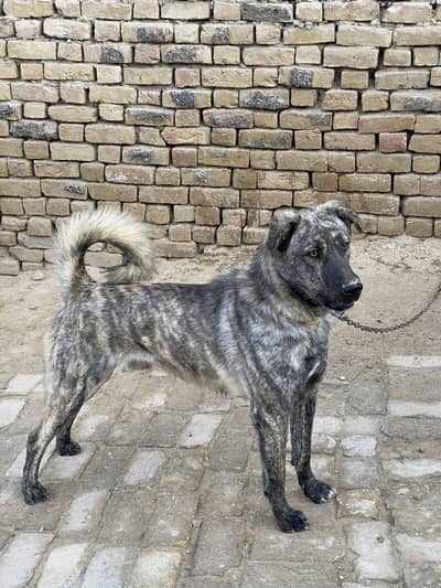 Kangal sheparad