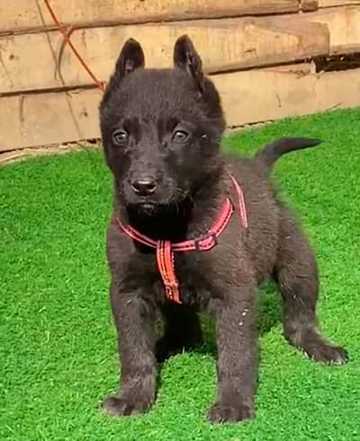 Belgian shepherd police line