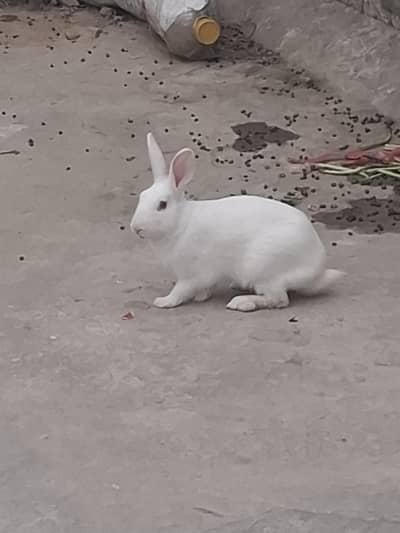 Rabbit pair for sale ready for bread