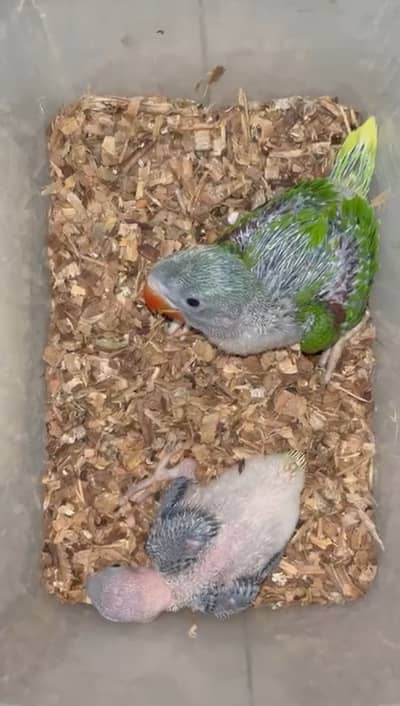 Pahari parrot chick or raw parrot chick available