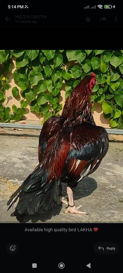 LAKHA aseel home breed High quality bird available