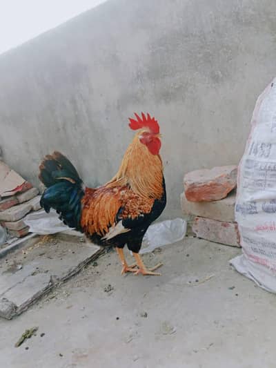 Golden misri  murgha urgent sell