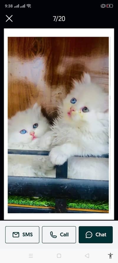 cash on delivery Persian kitten cats