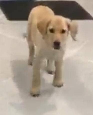 Beautiful Stila Female Dog for Sale – Healthy & Active