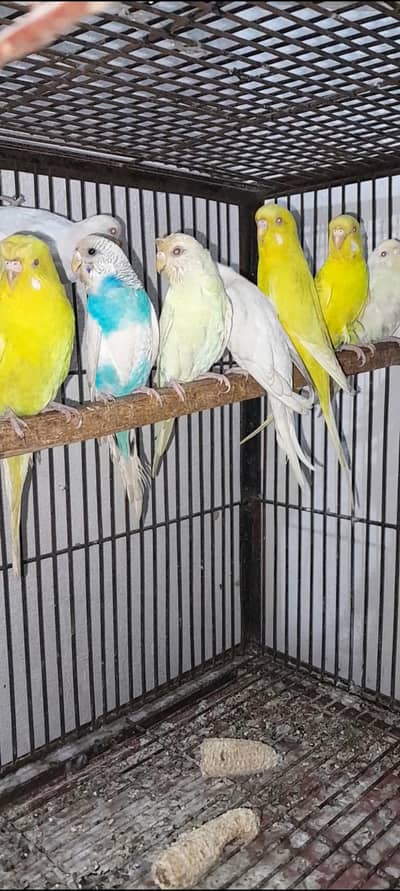 Australian breeder pair