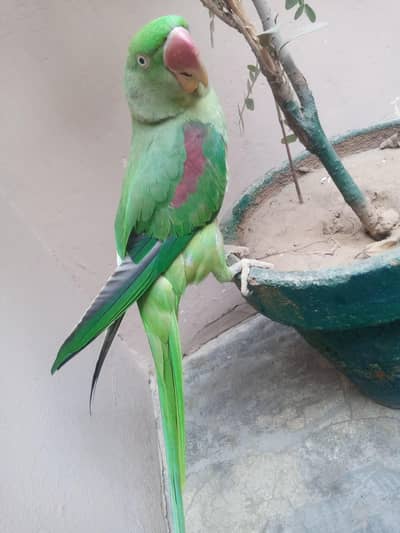 Buy a female Raw Parrot