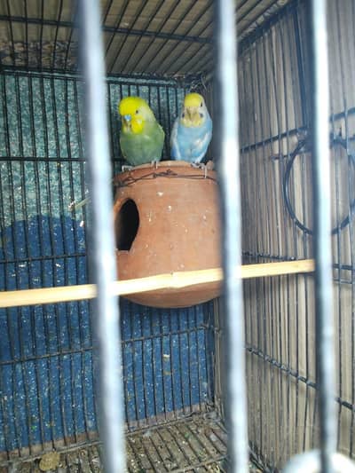 ak breader pair for sale ha cargo available ha