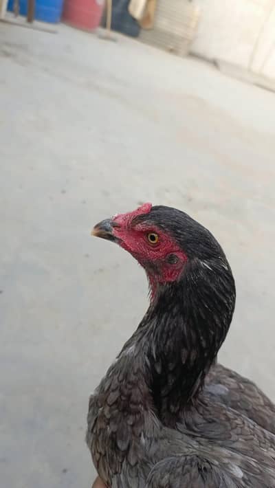 mix breed of pure Japanese shamo male and pure barmi female