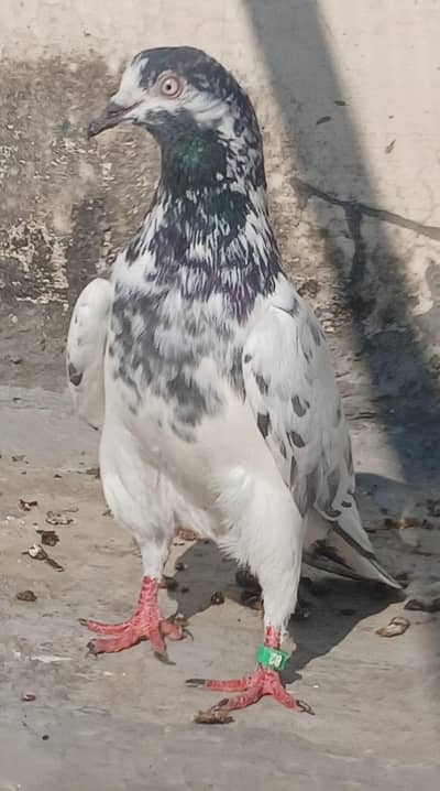 All setup for sale 2500 per final pigeon kabutar