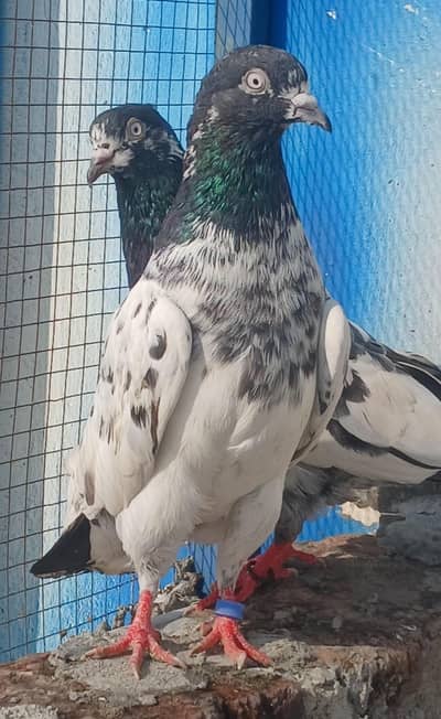 All setup for sale 2500 per final pigeon kabutar