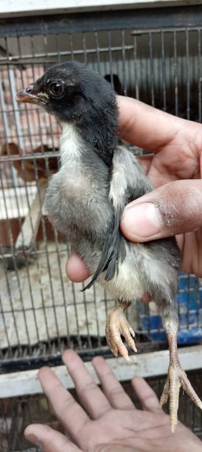 Original Aseel. thai Chick's