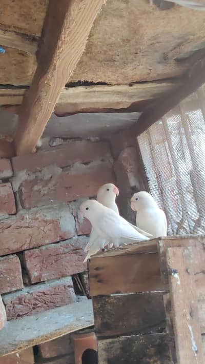 albino black ryes One pair