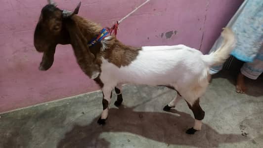 bakra(03182619750)