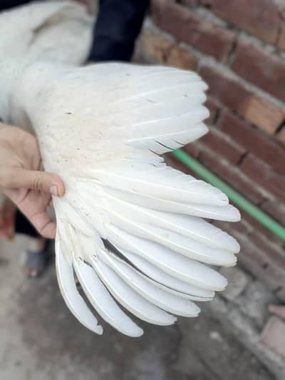 bohot achi nasal ki females ha