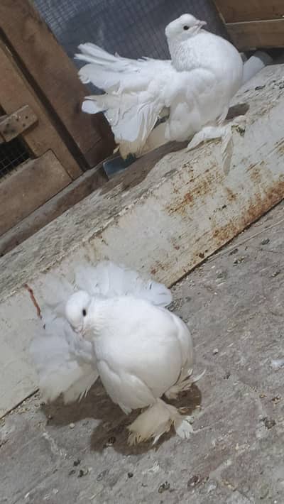 Exchange possible 03040073399