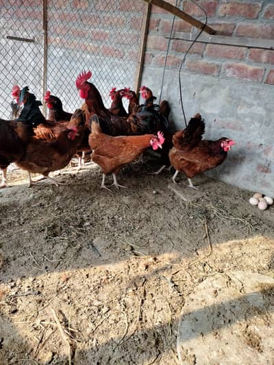 rir female eggs lawing foresale 12 female 2 male