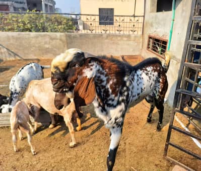 Beetal // Makhi Cheena // Breeder // Bakra // Goat // Beetal Nagra