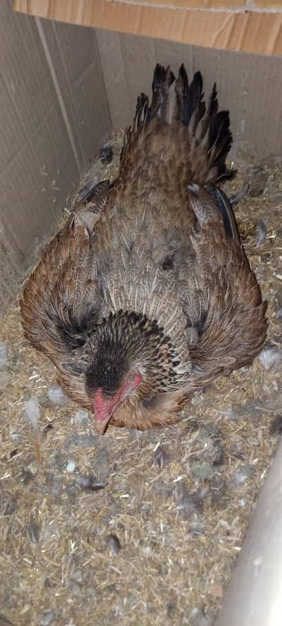 kurak hen kurk murgi 03078071654