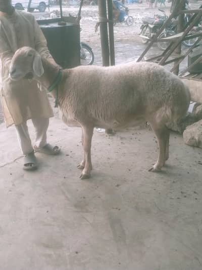 Turkey breeder female