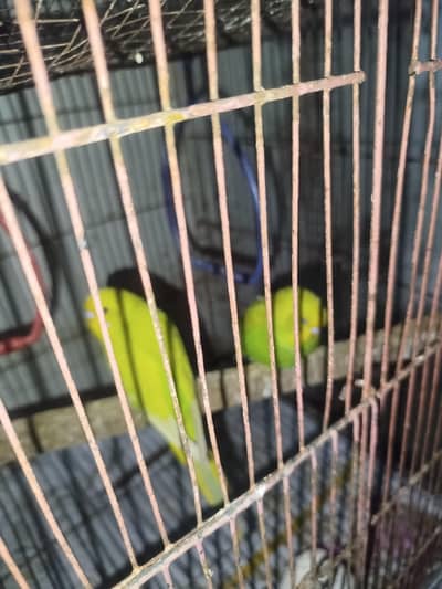 Australian budgies for sale