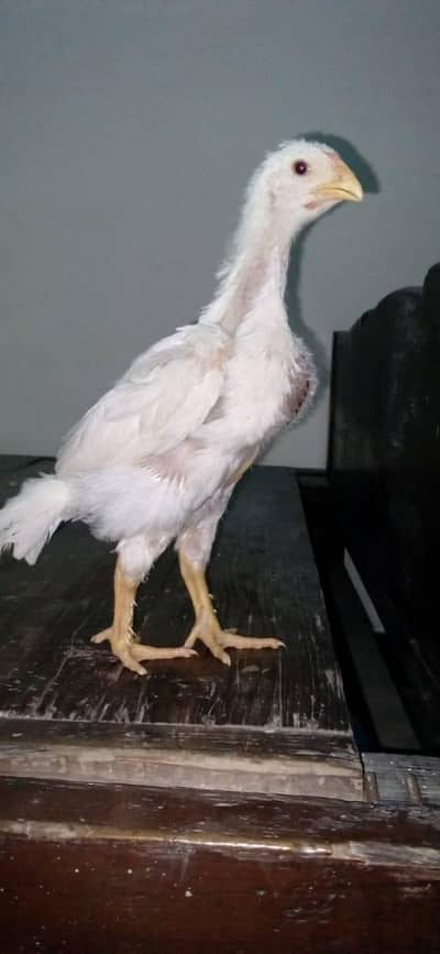 white shamo|o shamo|king shamo|shamo|japanese shamo|burmi|Thai|aseel