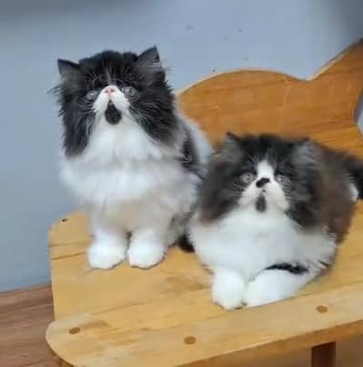 Punch face kitten for sale   WhatsApp, 03126762031