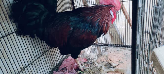 shandar murgha for sale