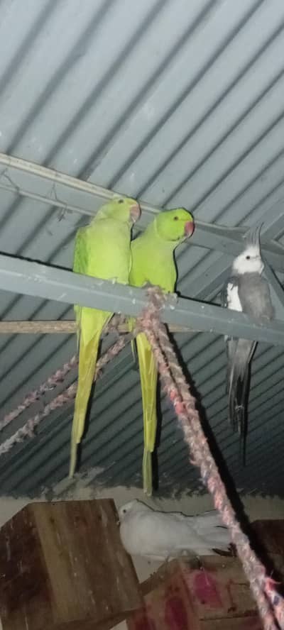 ri gneckpiar for sale