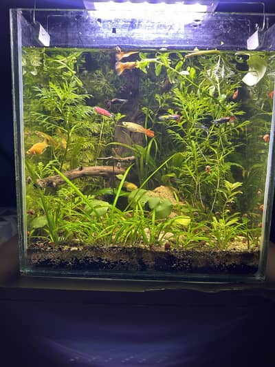Low Tech Planted Aquarium | 1 ft Cube | Cycled