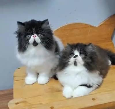 Punch face kitten for sale   WhatsApp, 03126762031