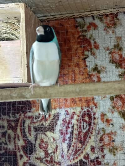 Gouldien Finch for sale