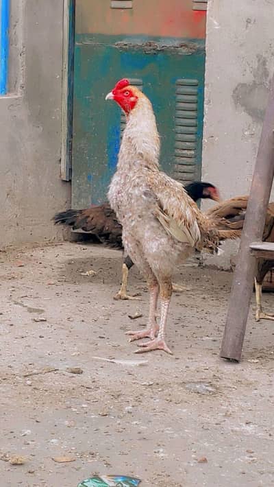 aseel burmi & pkoya & Pakistani & mianwali  & male or female dono hen