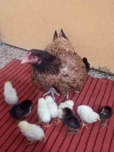 Aseel Murgi with 13 chicks