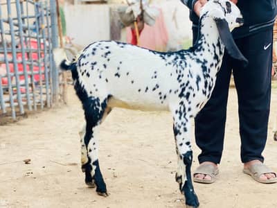 Badmi Seeng  wala Beetal Nagra bakra with Makhi cheeni bakri